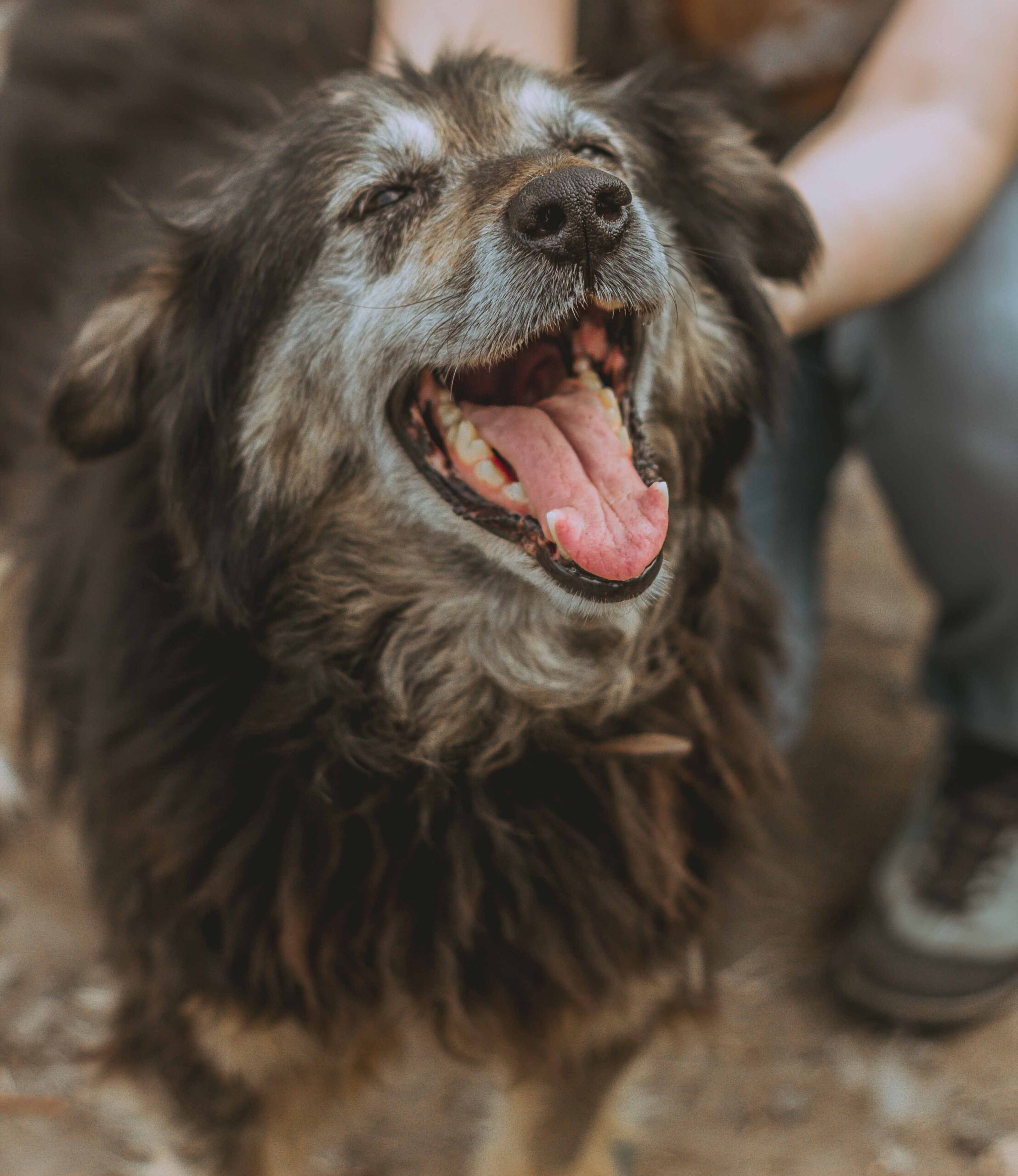 pexels aleksey nosov 81016902 10249034